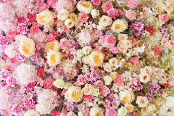 Картинка цветы разные+вместе бутоны розовые roses pink розы фон bud flowers