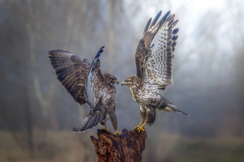 обоя сокол, животные, птицы - хищники, хищник, птица, falcon, wings, birds