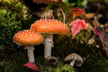 Картинка животные лягушки лягушка грибы мох мухомор