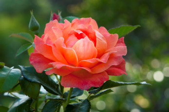 Картинка цветы розы роза красавица пышная