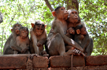 Картинка животные обезьяны природа семья