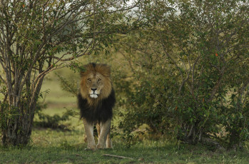 Картинка животные львы хищник animal лев