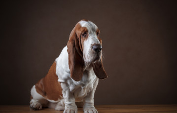 Картинка бассет-хаунд животные собаки собака basset hound animals бассет хаунд