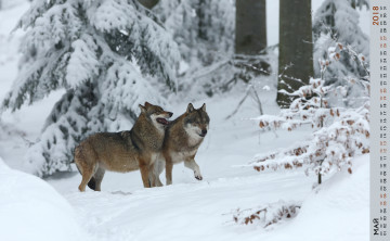 обоя календари, животные, волк, двое, снег