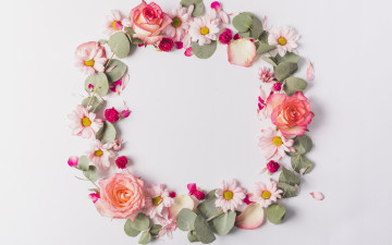 Картинка цветы букеты +композиции petals tender розы pink ромашки лепестки fresh розовые rose flowers frame
