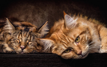 Картинка животные коты кошки пара