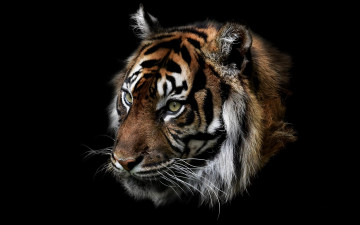 Картинка животные тигры тигр природа зверь