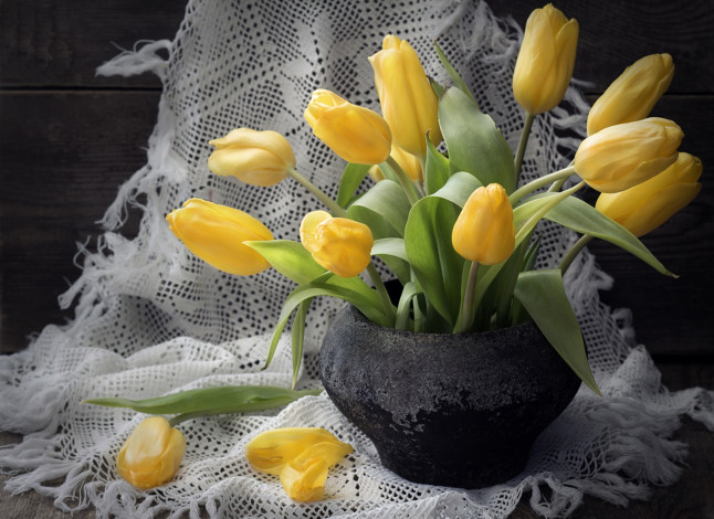 Обои картинки фото цветы, тюльпаны, платок, желтый