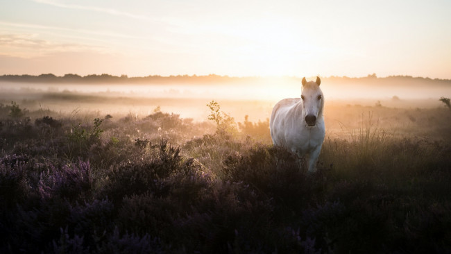 Обои картинки фото животные, лошади, поле, конь, утро, туман