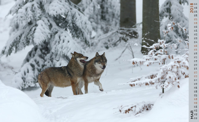 Обои картинки фото календари, животные, волк, двое, снег