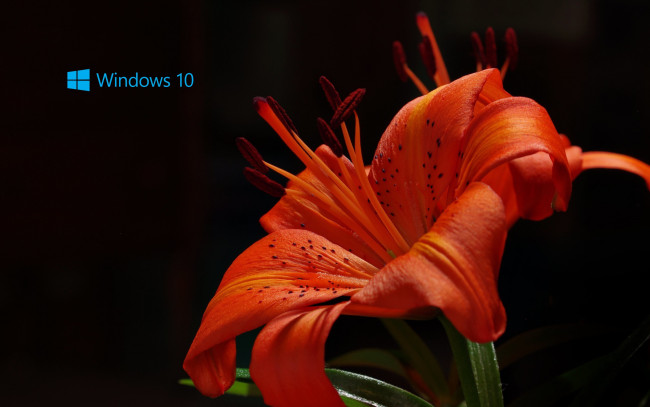 Обои картинки фото компьютеры, windows  10, логотип, лепестки, цветок, фон