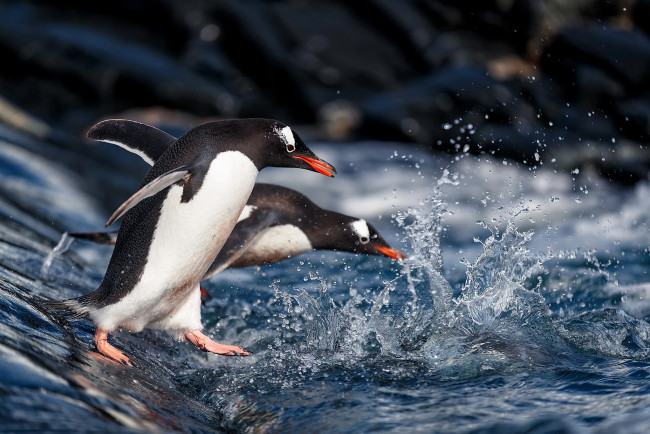 Обои картинки фото животные, пингвины, брызги, вода