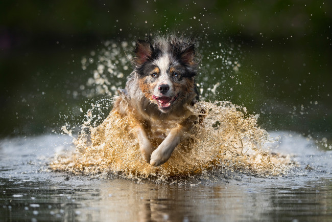 Обои картинки фото животные, собаки, собака, бег, вода, брызги