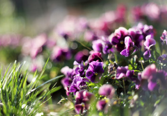 Картинка цветы анютины+глазки+ садовые+фиалки трава фиолетовые анютины глазки