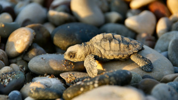 Картинка животные черепахи галька камни черепашонок
