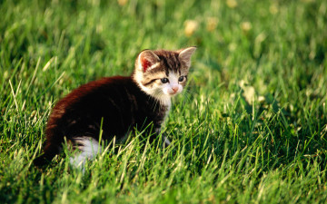 Картинка животные коты трава котенок лужайка