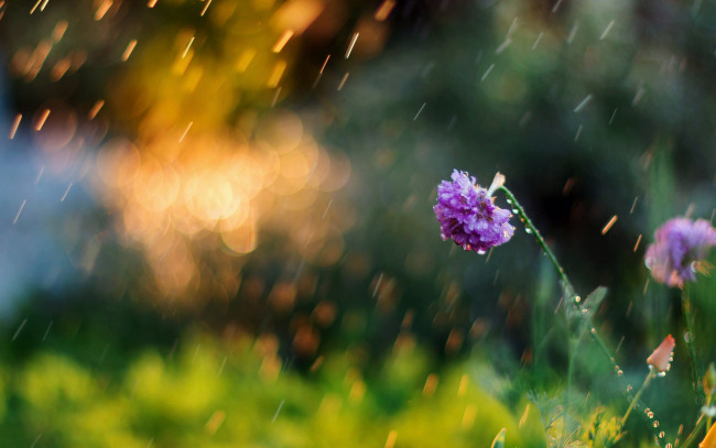 Обои картинки фото цветы, дождь