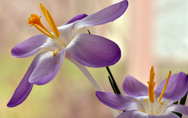 Обои картинки фото цветы, крокусы, весна