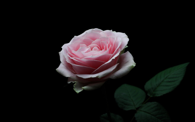 Обои картинки фото цветы, розы, нежность