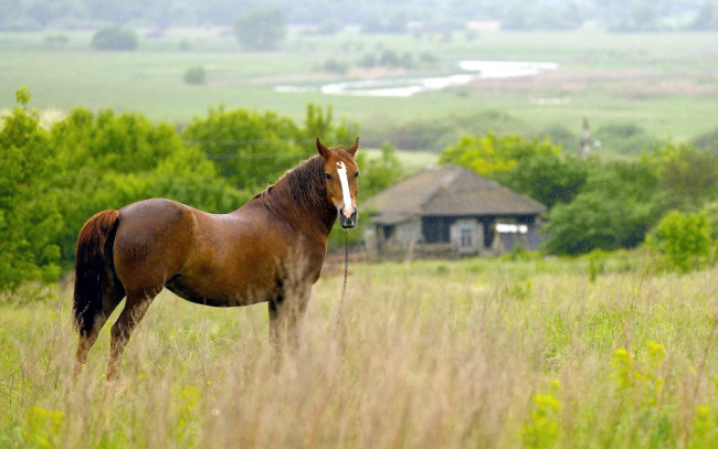 Обои картинки фото животные, лошади, луг, трава, лошадь, дом