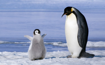 обоя животные, пингвины, лед, вода