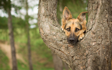 Картинка животные собаки собака дерево
