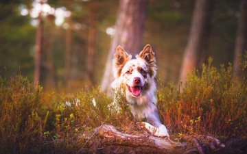 Картинка животные собаки собака трава лес камень