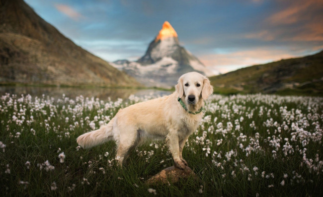 Обои картинки фото животные, собаки, собака, белая, луг, цветы, горы