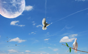 Картинка животные голуби небо ветка