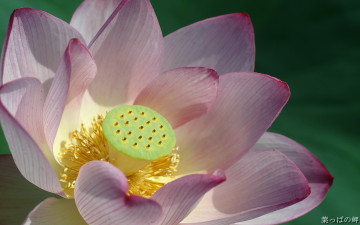 Картинка цветы лотосы лотос розовый