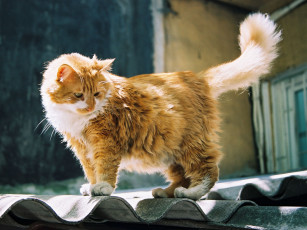 Картинка рыжий кот животные коты
