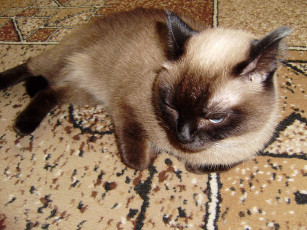 Картинка животные коты кошка тайская