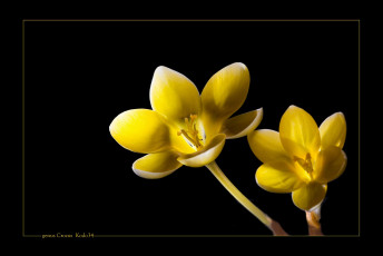 Картинка цветы тюльпаны фон темный желтый