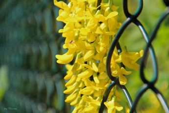 Картинка автор thean цветы глициния желтый жёлтая акация