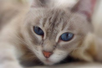 Картинка животные коты мордашка
