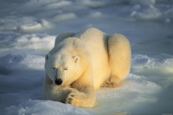 Картинка животные медведи белый медведь polar bear
