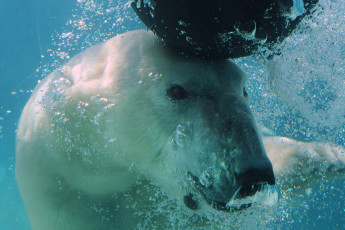 Картинка животные медведи polar bear медведь под водой белый