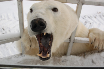 Картинка животные медведи polar bear белый медведь