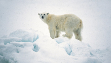 Картинка животные медведи арктика polar bear белый медведь