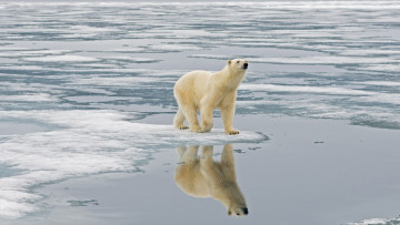 обоя животные, медведи, polar, bear, белый, медведь