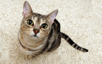Картинка животные коты кошка морда
