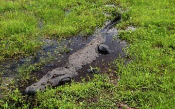 Картинка животные крокодилы трава крокодил