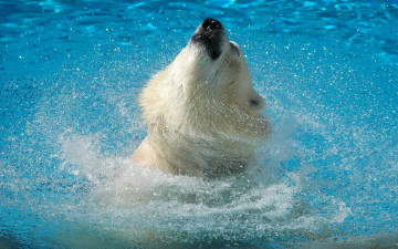 Картинка животные медведи белый медведь polar bear брызги