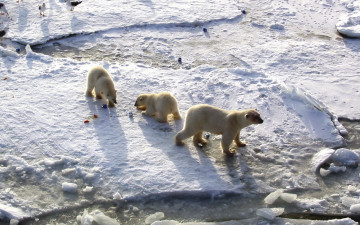 Картинка животные медведи медвежата белые polar bears арктика медведица