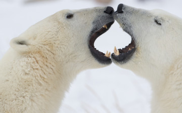 Картинка животные медведи polar bears спарринг белые