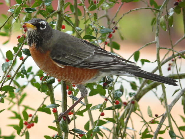 Обои картинки фото american, robin, животные, зарянки, малиновки, дрозд