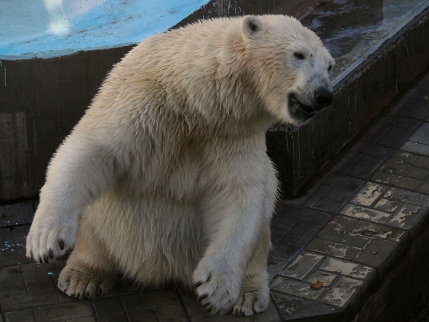 Обои картинки фото животные, медведи, polar, bear, белый, медведь