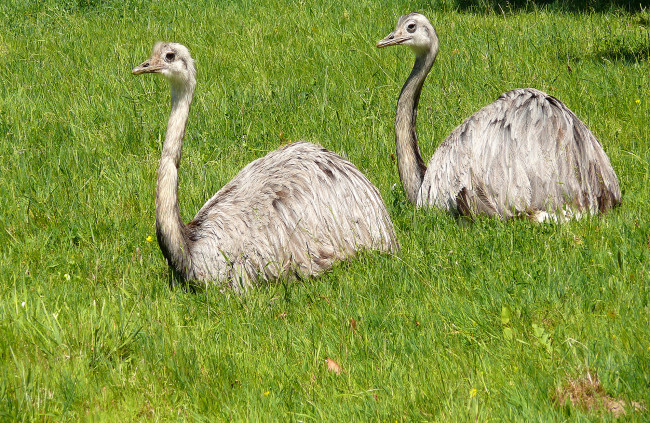 Обои картинки фото животные, страусы, трава