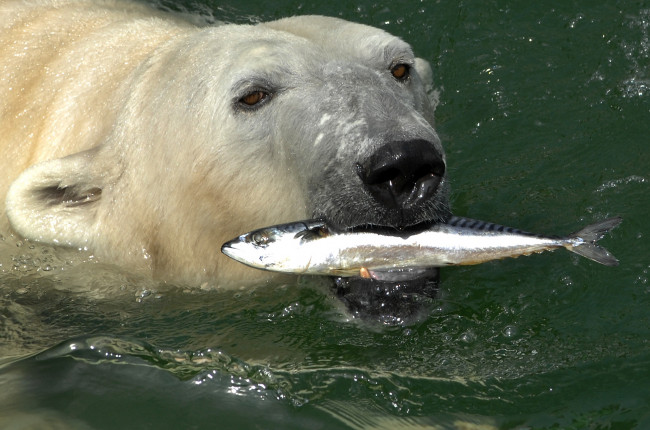 Обои картинки фото животные, медведи, белый, медведь, рыба, скумбрия, polar, bear