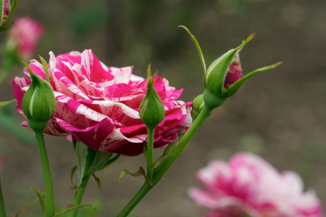 Обои картинки фото цветы, розы, пестрый, бутоны
